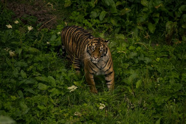 Comment organiser une expédition pour observer les tigres en Inde ?